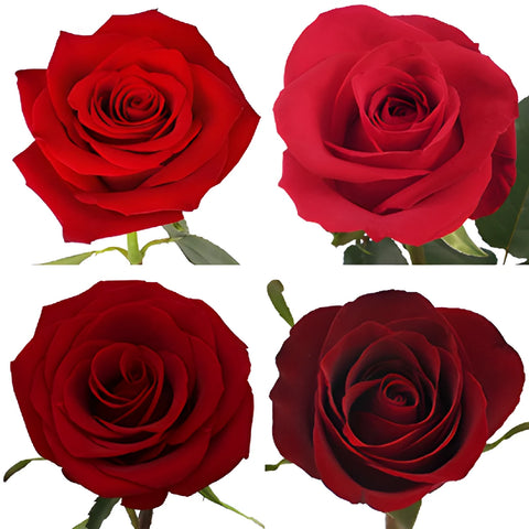 Red Ecuadorian Roses Express Delivery