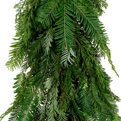 Redwood and Monterey Cypress Garland