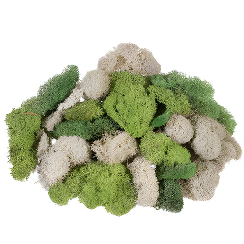 Assorted Color Reindeer Moss