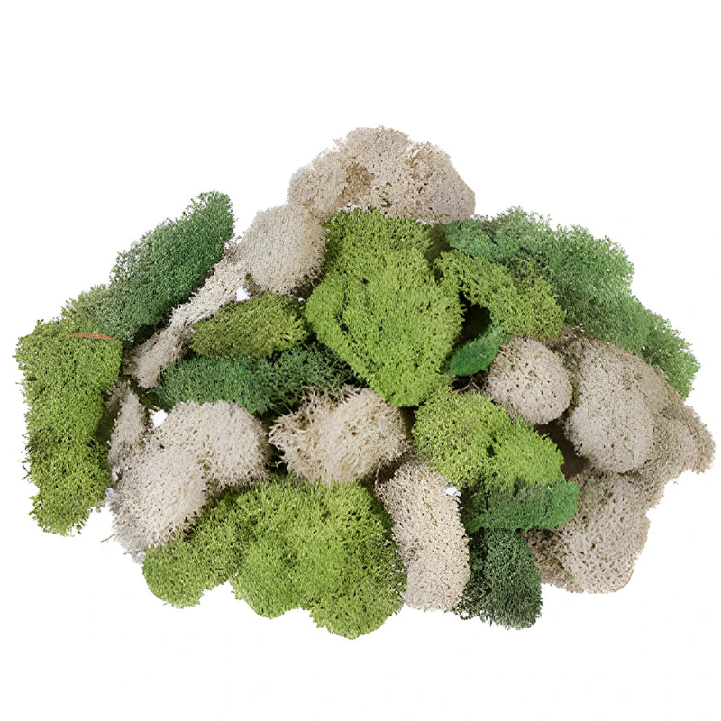 Assorted Color Reindeer Moss