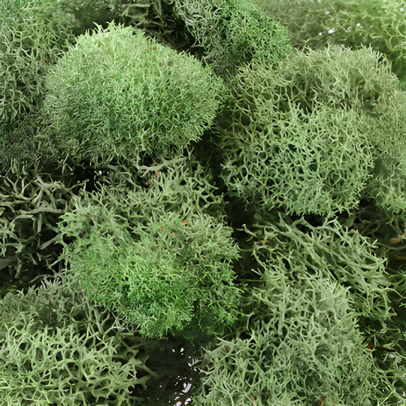 Green Basil Reindeer Moss
