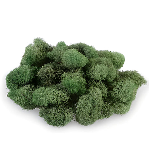 Green Basil Reindeer Moss