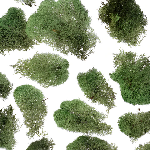 Green Basil Reindeer Moss