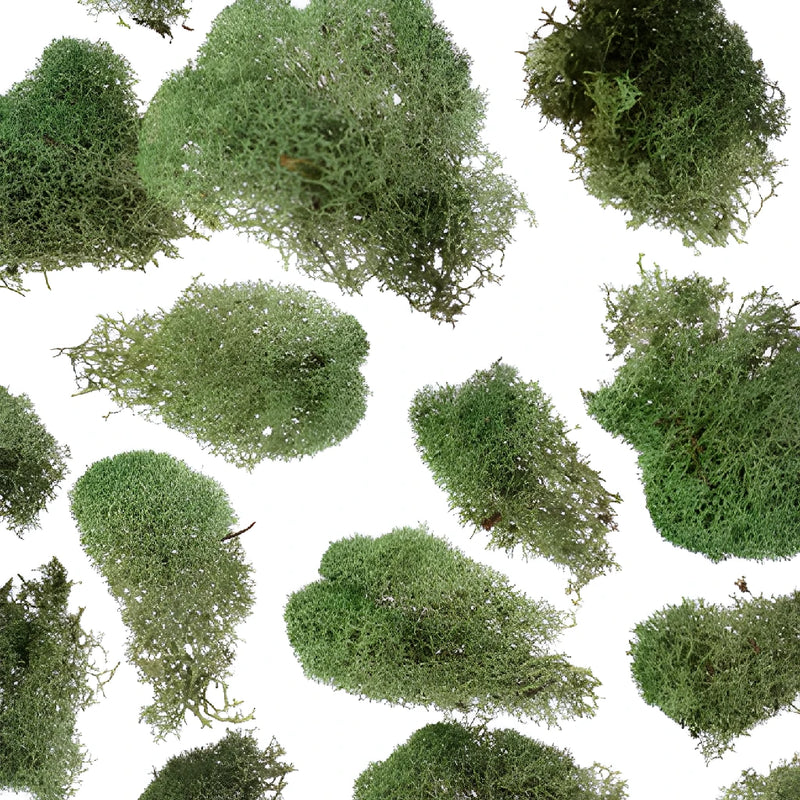 Green Basil Reindeer Moss