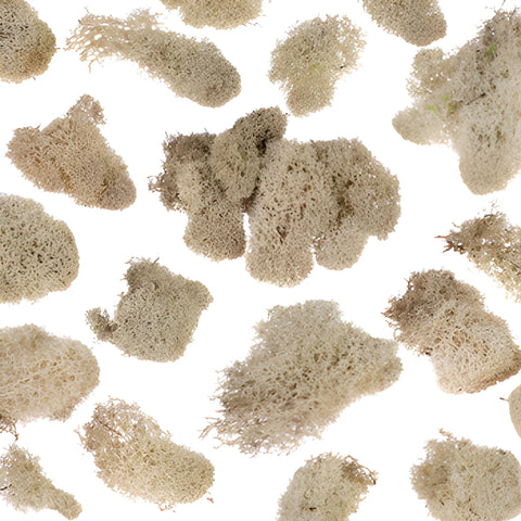 Natural Reindeer Moss