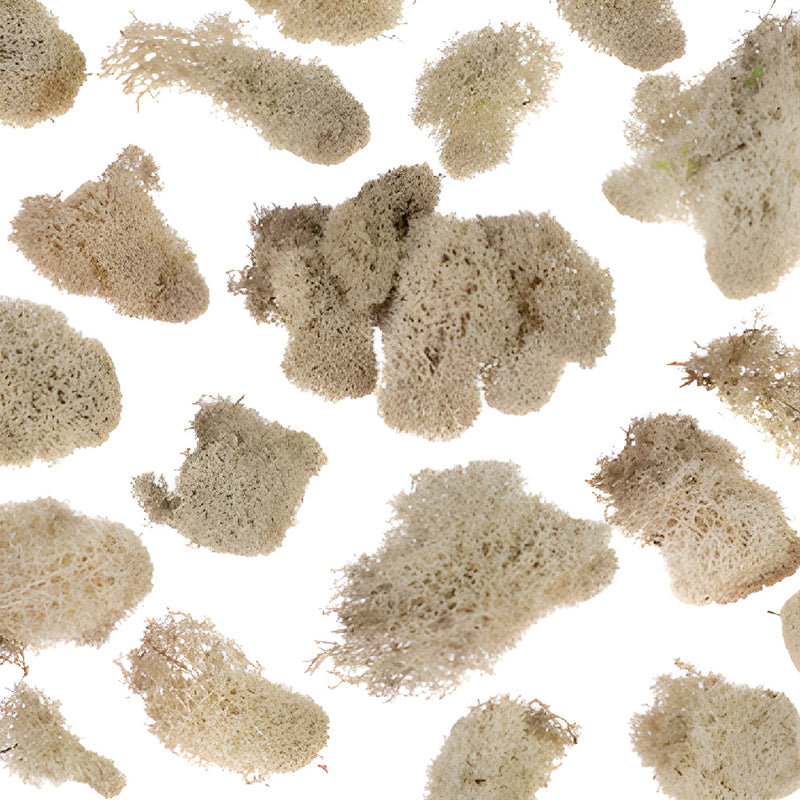 Natural Reindeer Moss