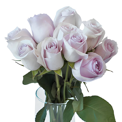 Delicate Pink Rose