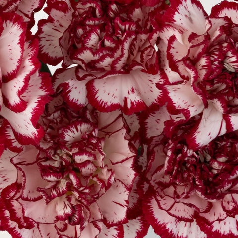Rendezvous Carnation Flowers Close Up - Image