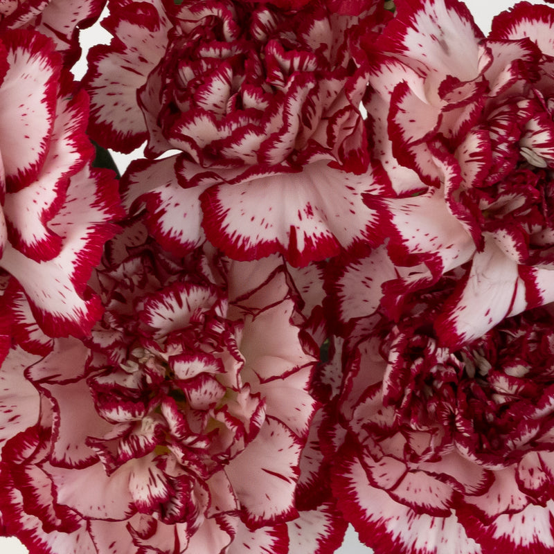 Rendezvous Carnation Flowers Close Up - Image
