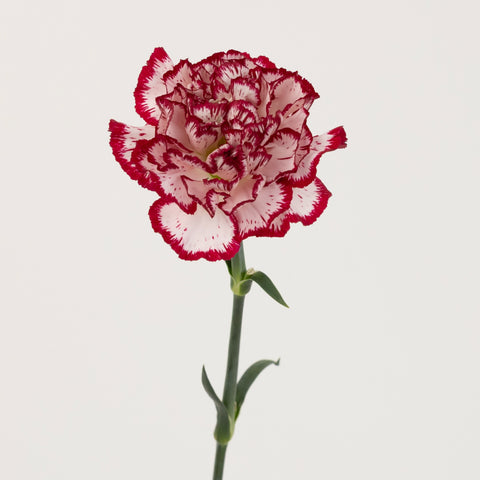 Rendezvous Carnation Flowers Stem - Image