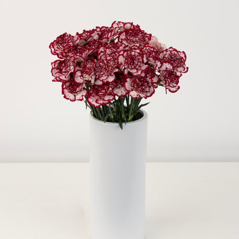 Buy Wholesale Rendezvous Carnation Flowers in Bulk - FiftyFlowers Buy Wholesale Rendezvous Carnation Flowers in Bulk - FiftyFlowers