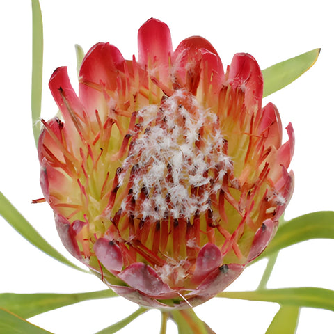 Pink Repens Protea Flower