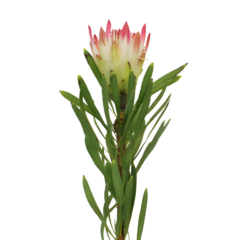 Pink Repens Protea Flower