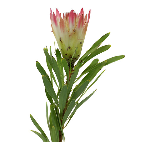 Pink Repens Protea Flower