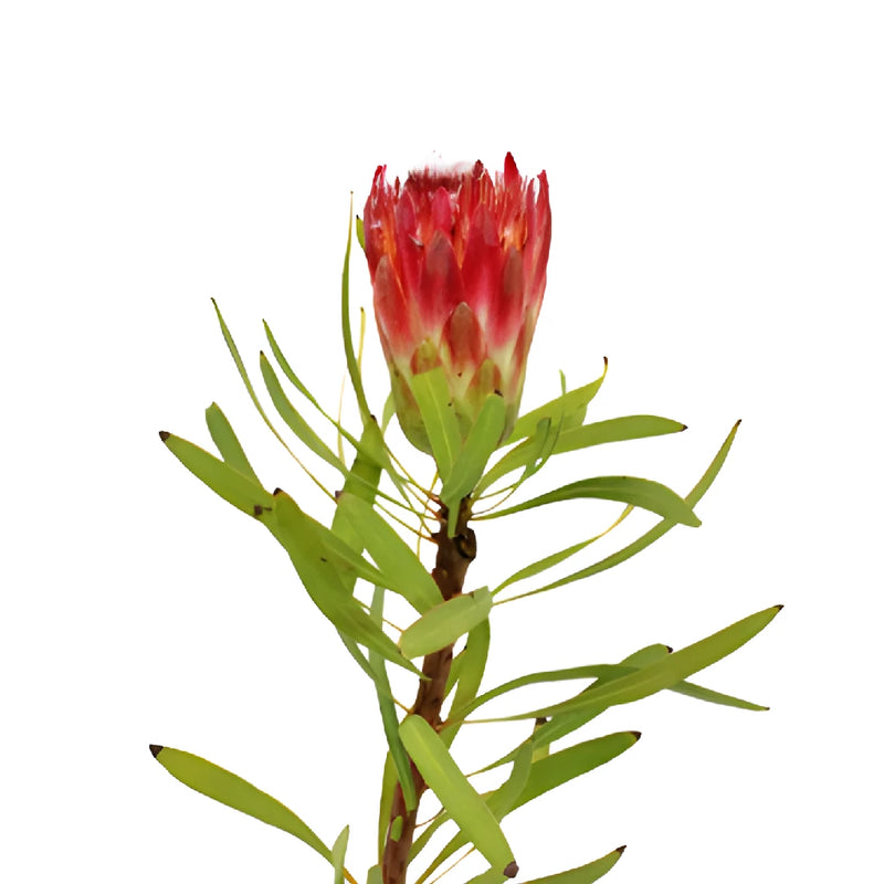 Pink Repens Protea Flower