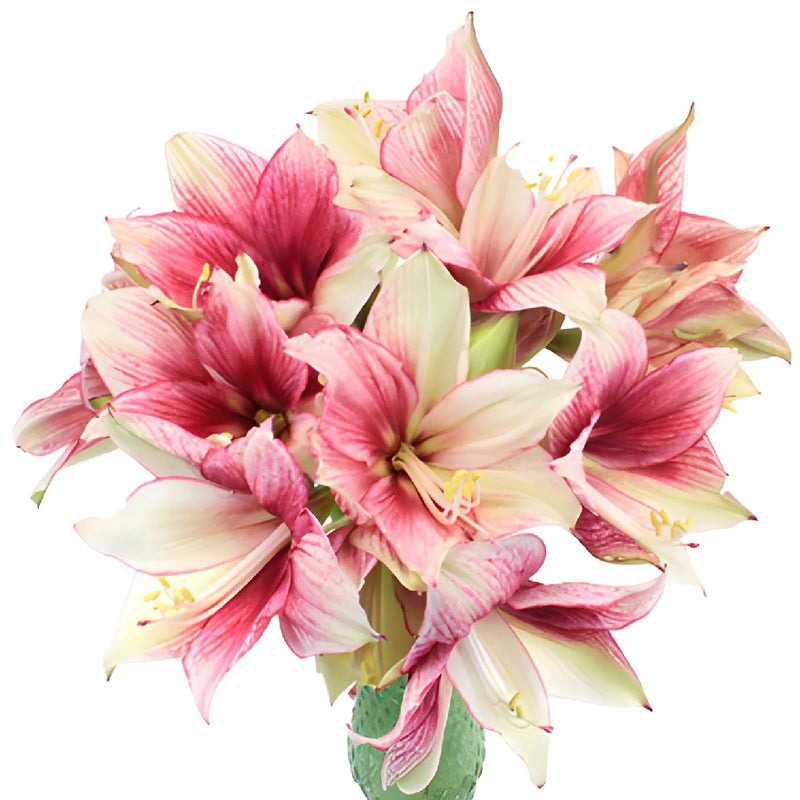 Raspberry Dipped Amaryllis Flowers