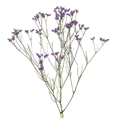 Lavender Airbrushed Limonium Flowers
