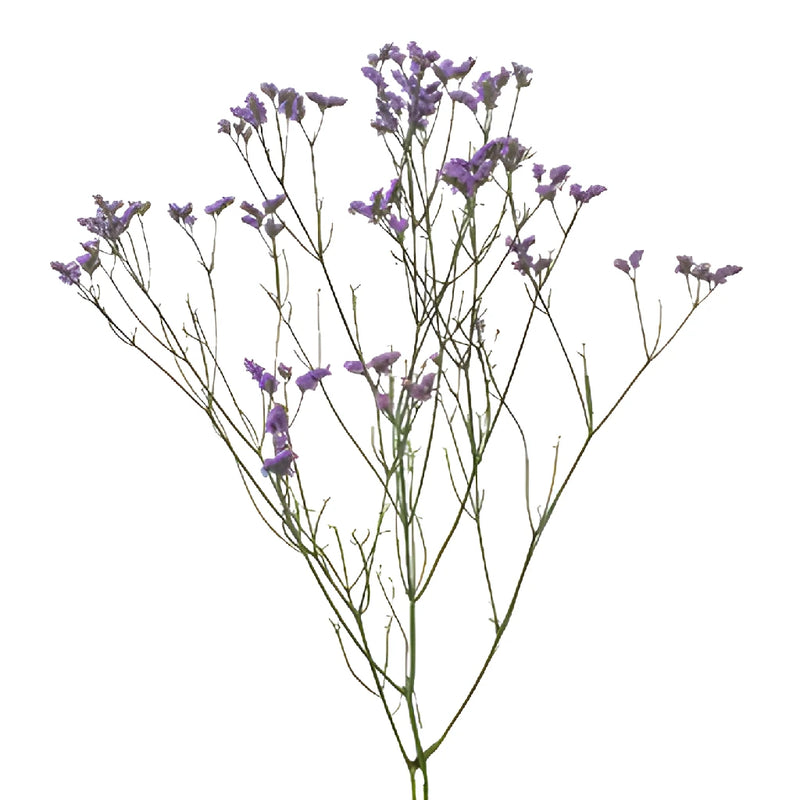Lavender Airbrushed Limonium Flowers