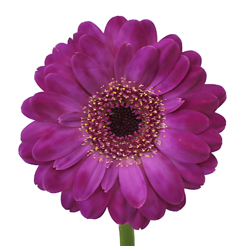 Purple Paradise Mini Gerbera Daisies