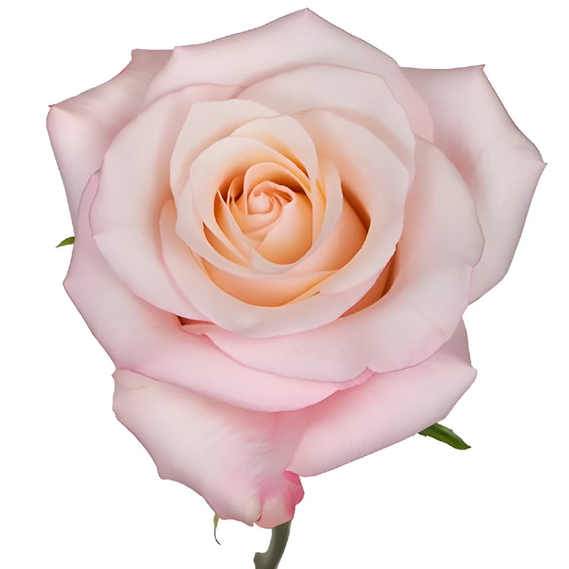 Cupcake Frosting Rose