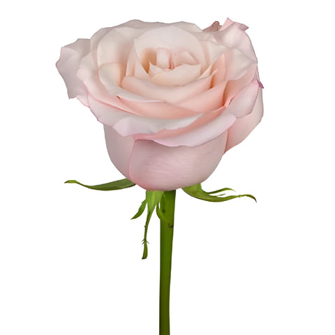 Cupcake Frosting Rose