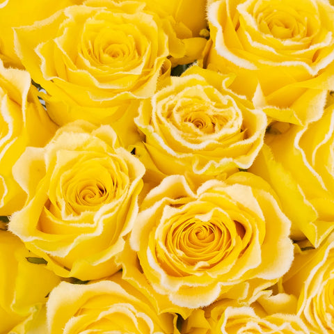 Rise And Shine Fuzzy Roses Close Up - Image