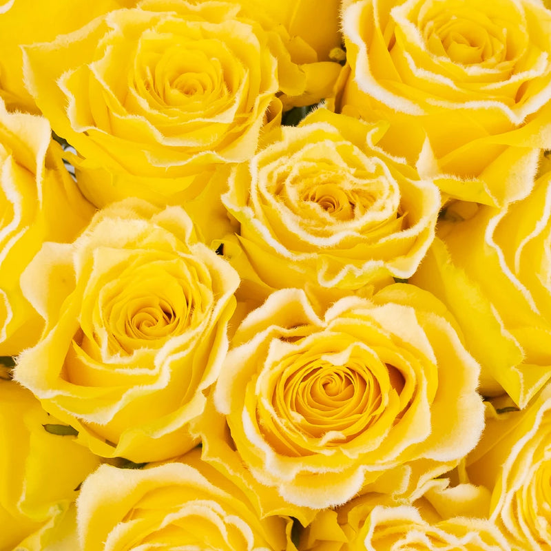 Rise And Shine Fuzzy Roses Close Up - Image