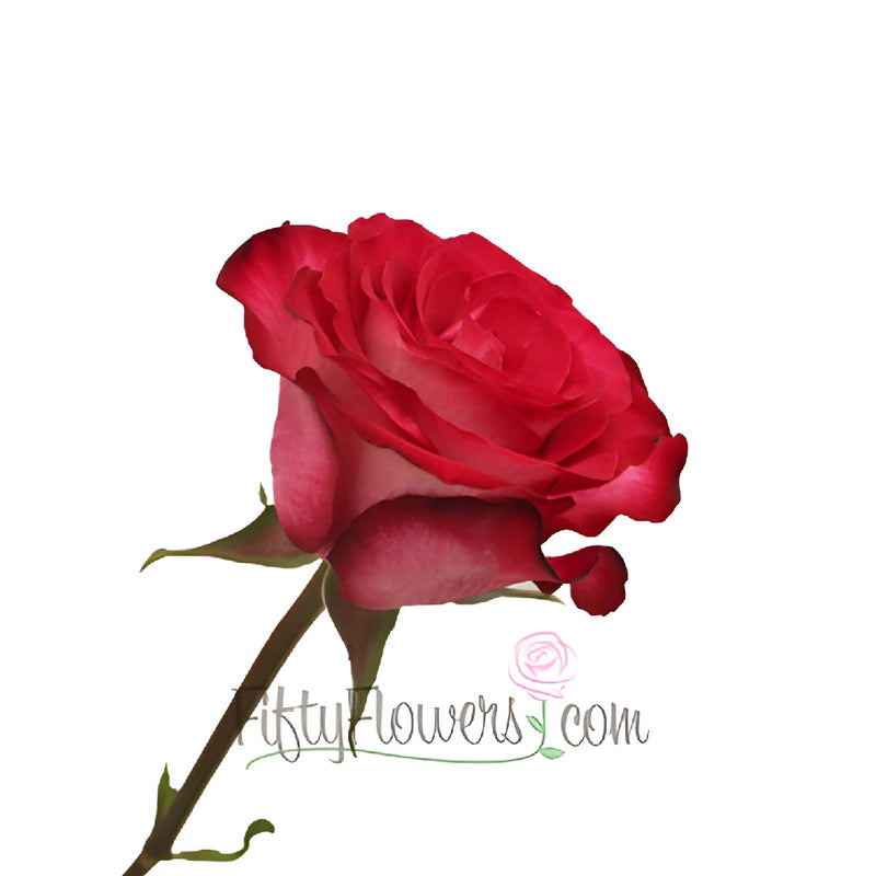 Riviera Hot Pink n Cream Bulk Rose Side Stem View