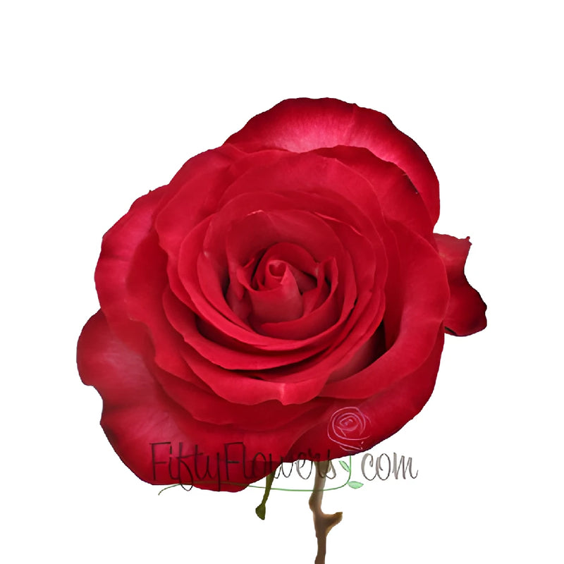 Riviera Hot Pink n Cream Bulk Rose Stem