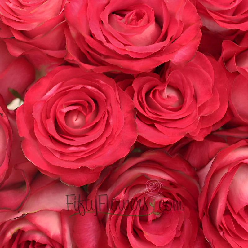 Riviera Hot Pink n Cream Bulk Roses Up Close