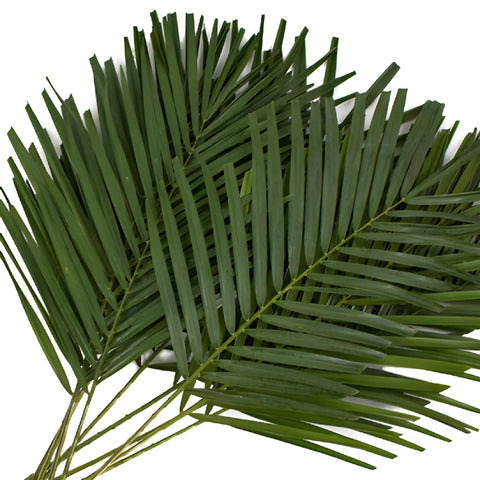 areca o robellini palm saludable Robellini Phoenix Green Palms