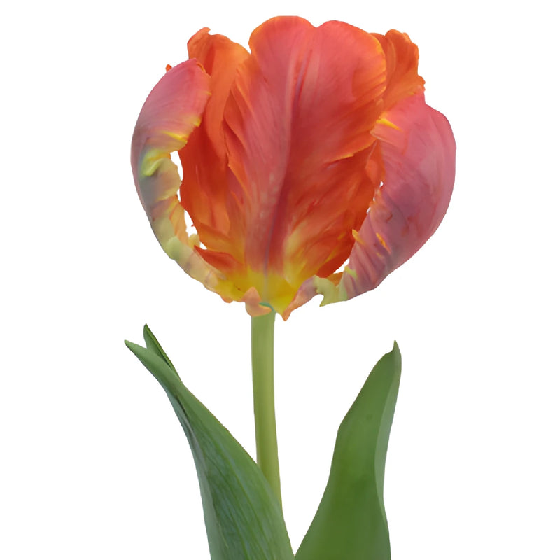 Roccoco Novelty Dark Red Tulip Wholesale Flower Stem View