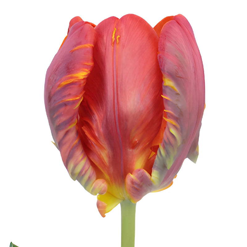 Buy Wholesale Roccoco Novelty Dark Red Tulips in Bulk - FiftyFlowers