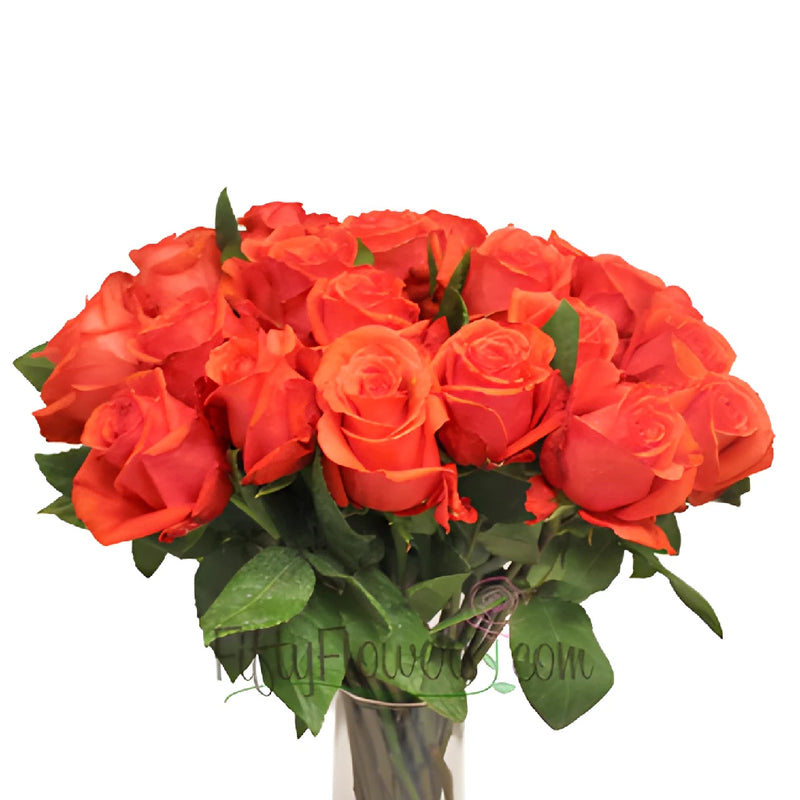 Rock Star Orange Rose