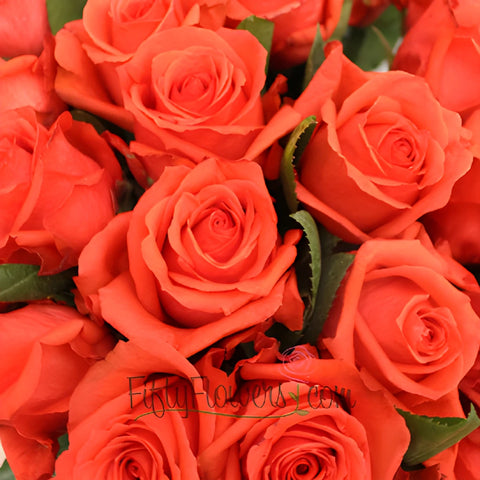 Rock Star Orange Rose