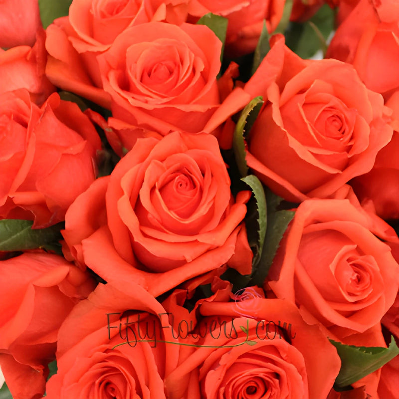 Rock Star Orange Rose