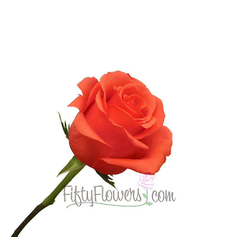 Rock Star Orange Rose