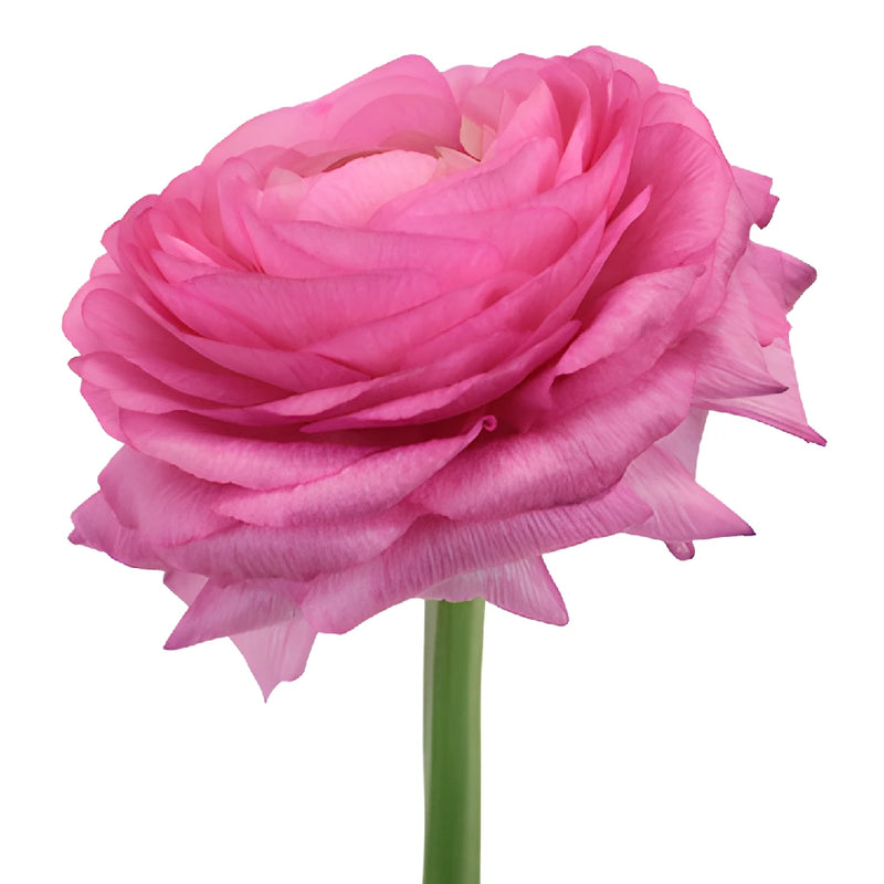 Hot Pink Italian Cloony Ranunculus