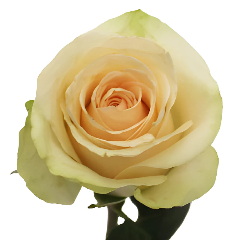 Clear Ocean Peachy Cream Rose