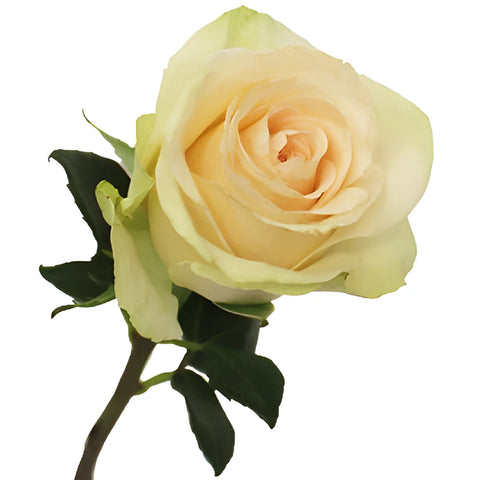 Clear Ocean Peachy Cream Rose