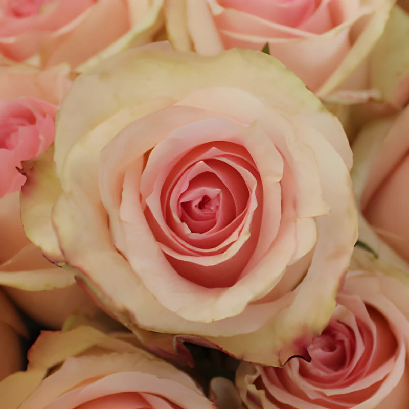 Antique Creamy Pink Rose