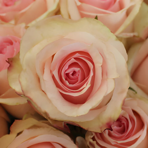 Antique Creamy Pink Rose