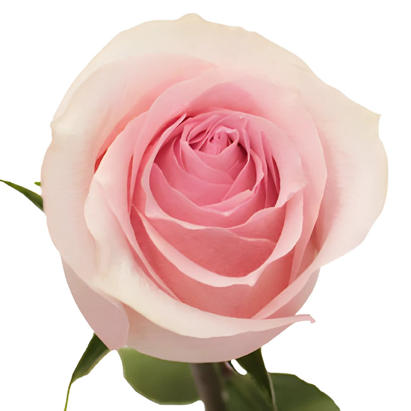 Antique Creamy Pink Rose