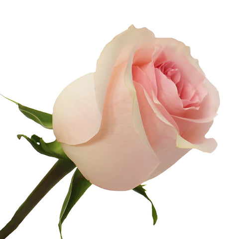 Antique Creamy Pink Rose
