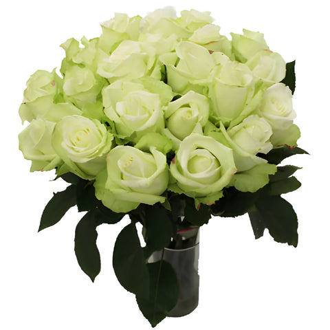 High and Peace Pale Green Rose