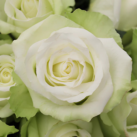 High and Peace Pale Green Rose
