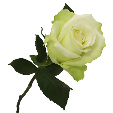 High and Peace Pale Green Rose