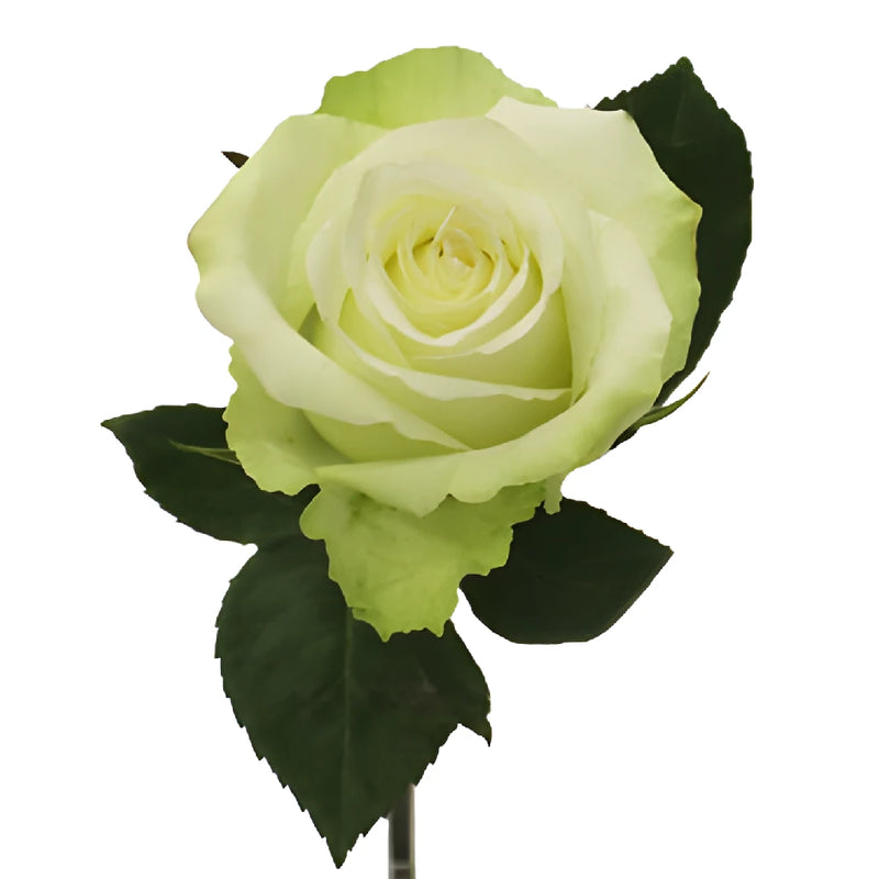 High and Peace Pale Green Rose