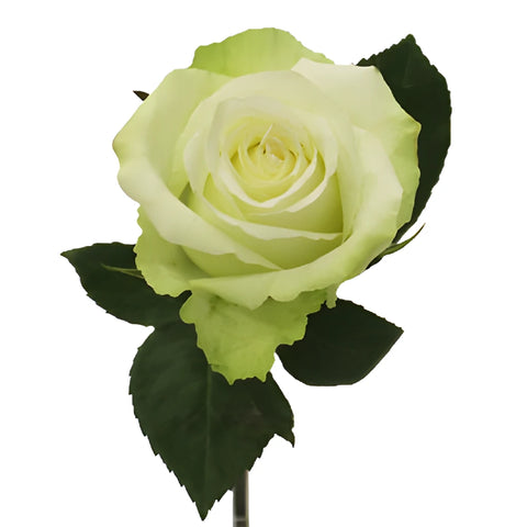 High and Peace Pale Green Rose
