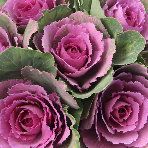 Purple and Green Ornamental Kale Flowers